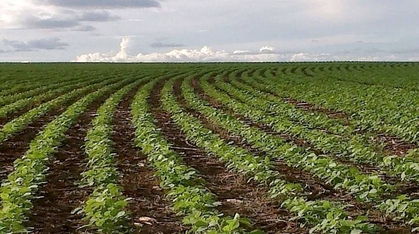 Agronegócio do Piauí deve ser o mais afetado com a guerra na Ucrânia